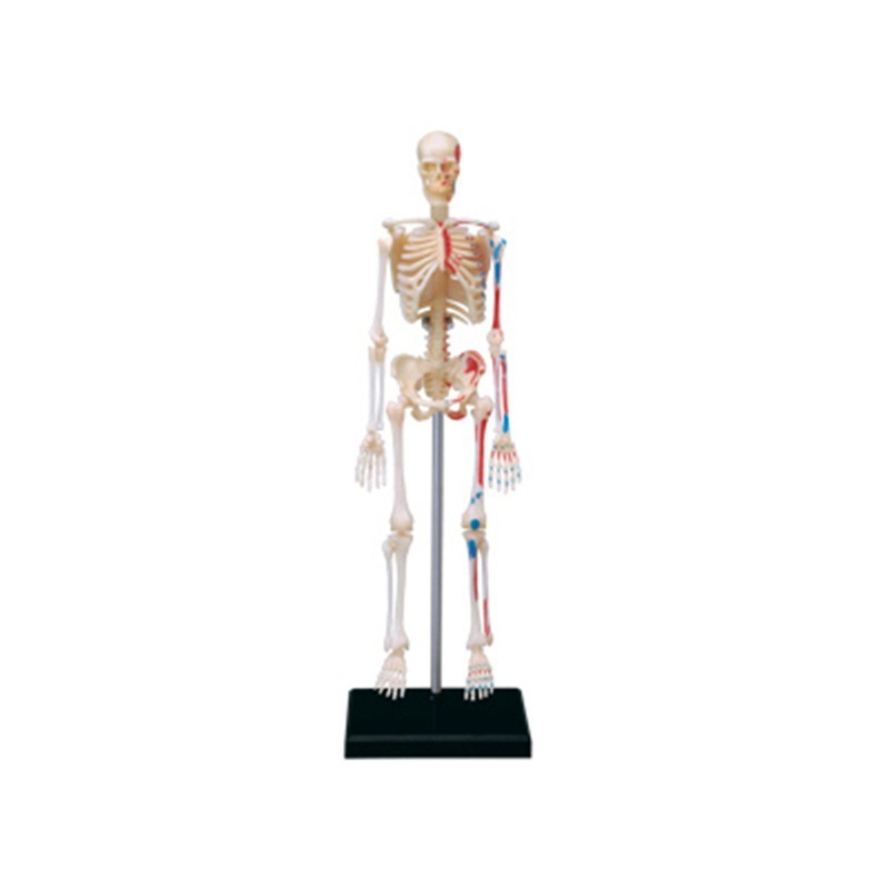 Medical Lab Assistant - 4d มนุษย์ Full Skeleton Anatomy ปริศนาประกอบของเล่นการสอนการแพทย์